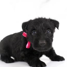 Belle - Black female Scottish Terrier puppy in Stevens, Pennsylvania from K&M Kennel