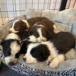 Border Collie Puppies from RSR Border collies