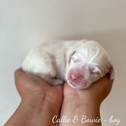 Patriot - Caramel male Australian Labradoodle puppy in Belding, Michigan from Rutu Australian Labradoodles