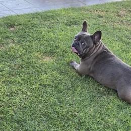 Candy - Blue female French Bulldog puppy in Oxnard, California from Golden Star Frenchies