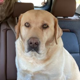 Maggie - Dilute Retriever