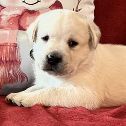 Yellow boy 1 - Yellow male Labrador Retriever puppy in Jamestown, Ohio from Heartlands Quality Labrador Retrievers
