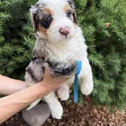 Blu - Blue merle male Bernedoodle puppy in Las Vegas, Nevada from Perfect Bernedoodles