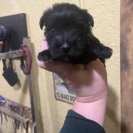 Black girl - Black female Miniature Schnauzer puppy in Hickory Grove, South Carolina from Oopsie Doodles