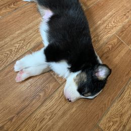 Australian Shepherd Puppies from Sunshine State Australian Shepherds