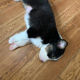 Australian Shepherd Puppies from Sunshine State Australian Shepherds
