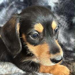 Bing Silky Wire - Black and tan male Dachshund puppy in Argos, Indiana from TKO Doxies