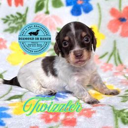 TWIZZLER - Piebald male Dachshund puppy in Columbia, Louisiana from Diamond 5R Ranch AKC & CKC Miniature Dachshunds