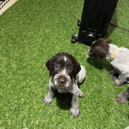 Boy 3 - Wirehaired Pointing Griffon puppy in Idaho from Muddy Paws WPG