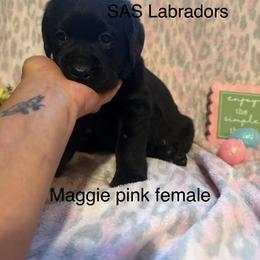 Girl 4 - Black female Labrador Retriever puppy in Wittmann, Arizona from AM Labradors