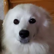 American Eskimo Dogs from Barbara's Pups