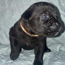 Brown Collar - Black male Cane Corso puppy in Atlanta, Georgia from Brandy Horne