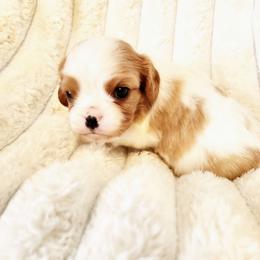 Mistletoe - Blenheim male Cavalier King Charles Spaniel puppy in Wilburton, Oklahoma from My Kids Kennel