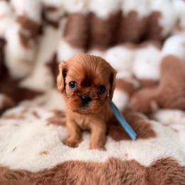 Nashville - Ruby male Cavalier King Charles Spaniel puppy in Mayo, Florida from Kingston’s Cavaliers