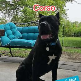 Walter - Cane Corso