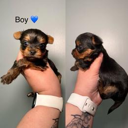 Frank - Black and gold male Yorkshire Terrier puppy in Cleveland, Tennessee from Moody’s Morkies and More