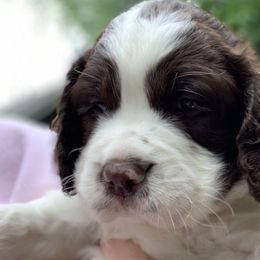 English Springer Spaniels from Tudor Farms English Springer Spaniels