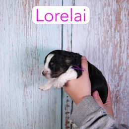 Lorelia - Phantom female Assorted Doodle Crosses puppy in Calhoun, Georgia from Happy Top Doodles