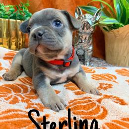 Sterling - Blue male French Bulldog puppy in Peoria, Arizona from A Quality French Bulldogs AZ