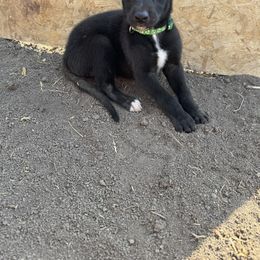 Golden Retriever and Greyhound Puppies from K and E Kennels
