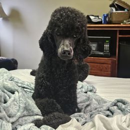 Poodle puppies from Conundrums Kennels