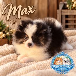 Max - Black parti male Pomeranian puppy in Sandia, Texas from Broken Arrow Poms