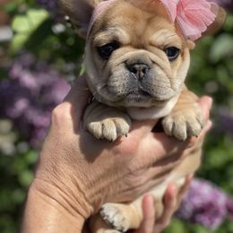 French Bulldog Puppies from Lost Coast French Bulldogs