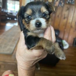 Yorkshire Terrier Puppies from Shay Yorkies