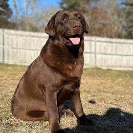 Beannee - Labrador Retriever