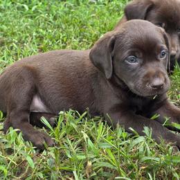 Girl 1 - Chocolate female Labrador Retriever puppy in Georgiana, Alabama from Long Creek Labradors