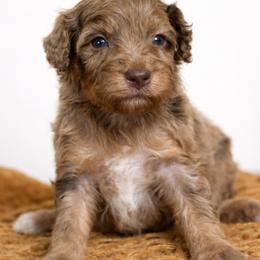 Spritz - Trained Puppy - Chocolate merle female Bernedoodle puppy in Youngstown, Florida from Wonderland’s Boujie Kennels