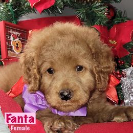 Fanta - Red  female Goldendoodle puppy in Beecher, Illinois from Erica’s Doodles