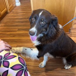 Lainey - Red tri-color female Australian Shepherd puppy in Oroville, California from Puppy Love Ranch Mini Aussies