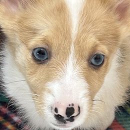 Galaxy - Fawn merle American Corgi puppy in Hopkinsville, Kentucky from Pardon My French Corgis
