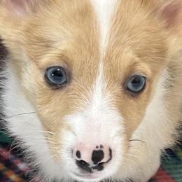 Galaxy - Fawn merle American Corgi puppy in Hopkinsville, Kentucky from Pardon My French Corgis