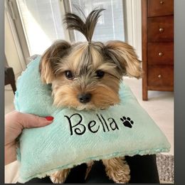 Yorkshire Terrier Puppies from Little BonBons Boutique