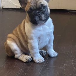 W!nk - White and fawn French Bulldog puppy in Oregon from Amanda Kreeft