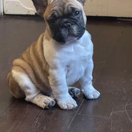 W!nk - White and fawn French Bulldog puppy in Oregon from Amanda Kreeft