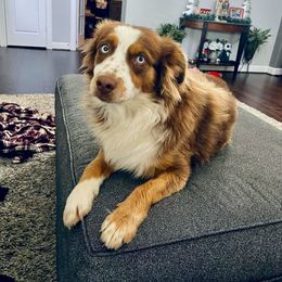 Axel Rose - Red tri-color male Australian Shepherd puppy in Beach City, Texas from Salt N Sass Aussies