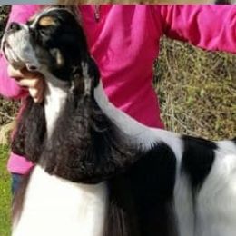 Afghan Hounds and Cocker Spaniels from Michele's Pups