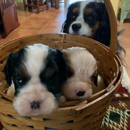 Cavalier King Charles Spaniel Puppies from Abbey Road Cavaliers