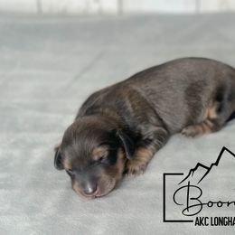 McGraw - Cream Dachshund puppy in Clyde Park, Montana from Boondachs FKA Koch’s Mini Dachshunds