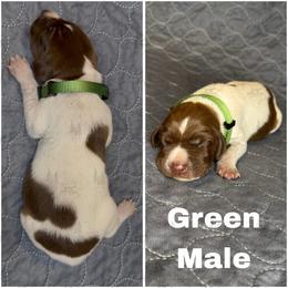 Dark Green - Liver and white male German Shorthaired Pointer puppy in Nacogdoches, Texas from Triple R German Shorthaired Pointers