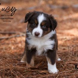 Lucy - RTF - Red tri female Miniature Australian Shepherd puppy in Nacogdoches, Texas from TK Standard, Mini, & Toy Aussies