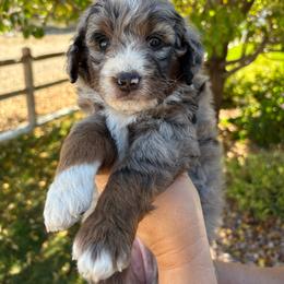 Wednesday - Merle female Bernedoodle puppy in Helper, Utah from Doodle Love Utah
