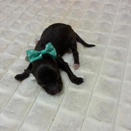 Bailey - Chocolate female Havapoo puppy in Brookings, South Dakota from Hofer Pups