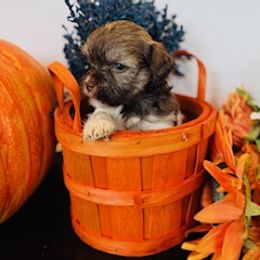 Havanese Puppies from SONNY MADSEN