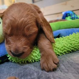Goldendoodle Puppies from Dream Doodles