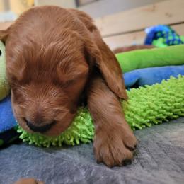 Goldendoodle Puppies from Dream Doodles