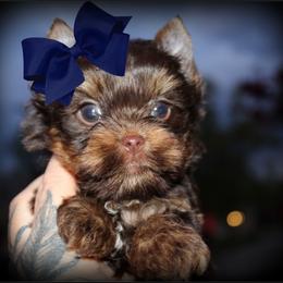Chance - Chocolate and tan male Yorkshire Terrier puppy in Warren, Michigan from Danielle's Yorkie Babies